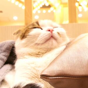 ねむねこ