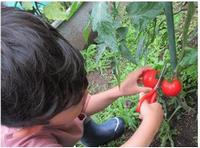 トマトを収穫する子ども