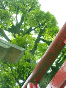 妻恋御社の鳥居とシイの木の写真（2005年9月3日撮影） 
