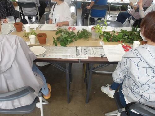 ハーブのさし木教室