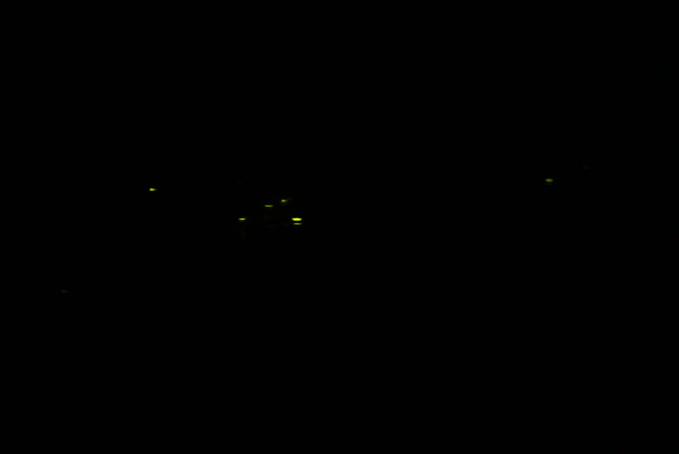 先日のイベントで私がホタルを撮影した写真