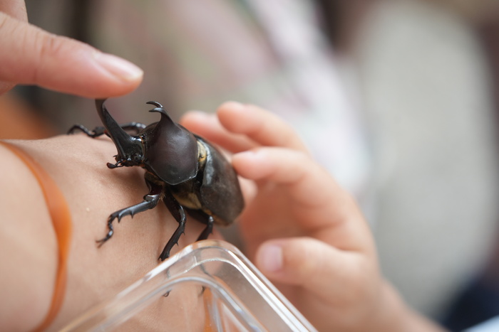 カブトムシにタッチ！。