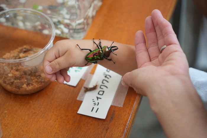 ニジイロクワガタ。