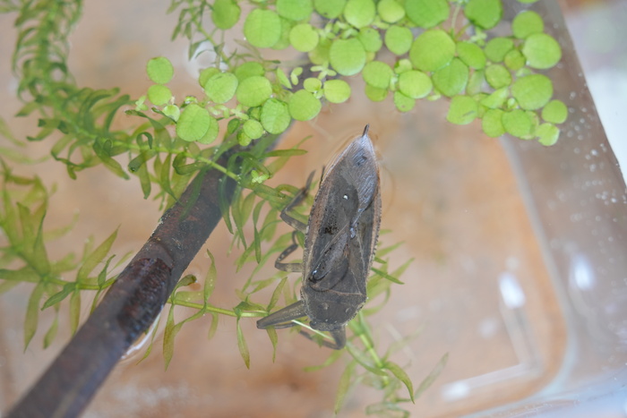 タガメ　絶滅の恐れがありなかなか見ることができない生物とのこと。
