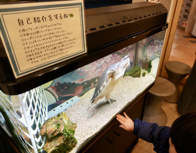 入口の水槽