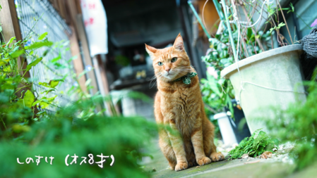見本動画第一弾