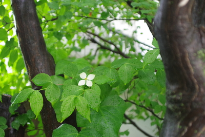 白い花