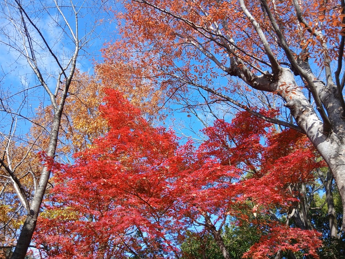 紅葉