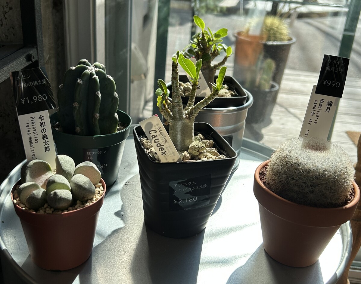 窓際に並べられた植物たち