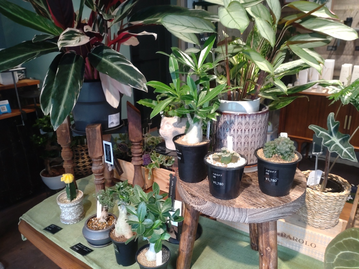 apricotの植物たち