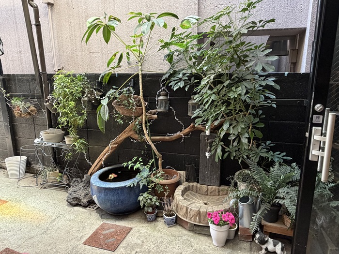中庭の植物