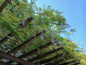 上高田台公園の藤の花