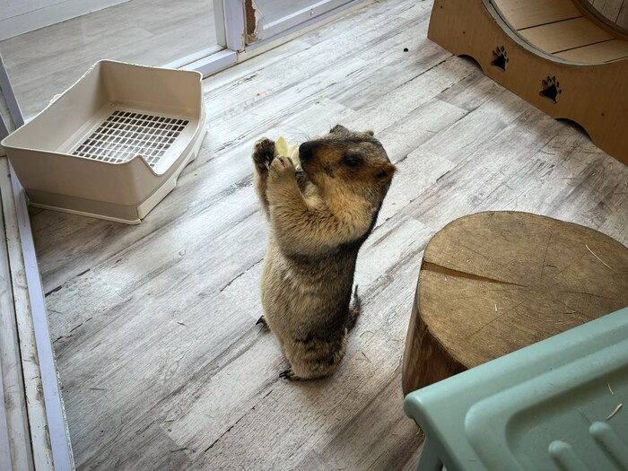 おやつあげ体験