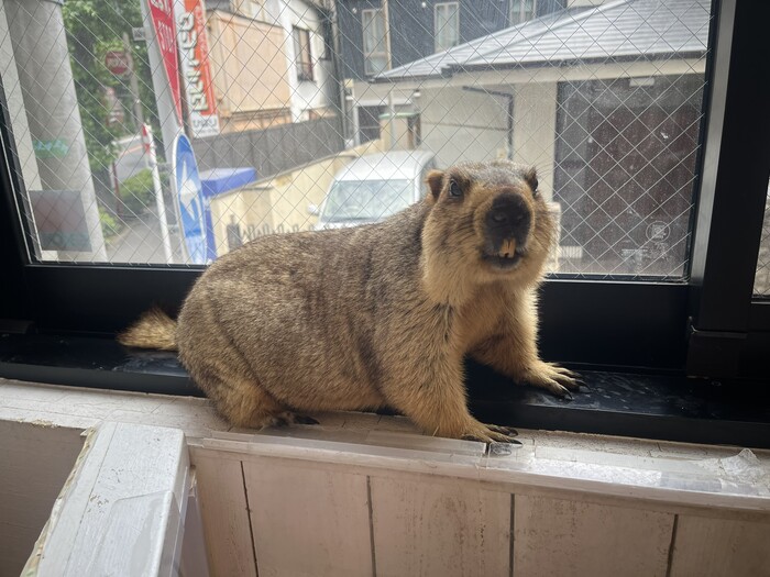 マーモット