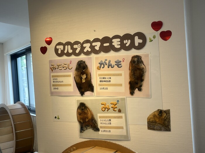 マーモット