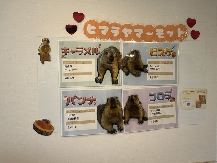 マーモット