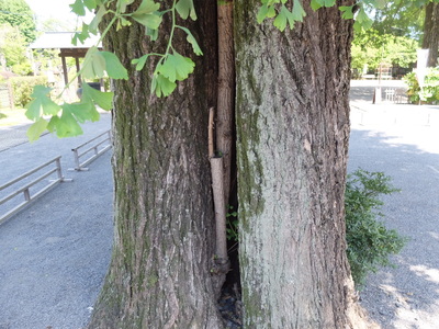 銀杏の木