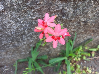 ピンクの花