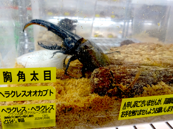ヘラクレス・ヘラクレスのオス