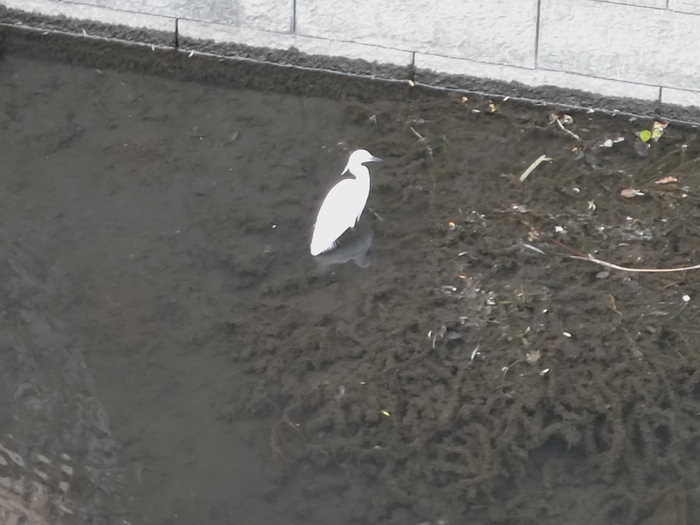 コサギ。