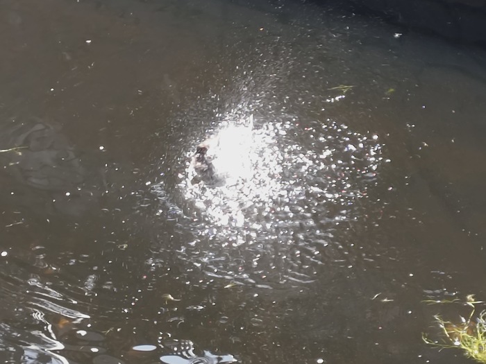 ダイナミック着水するコガモ。