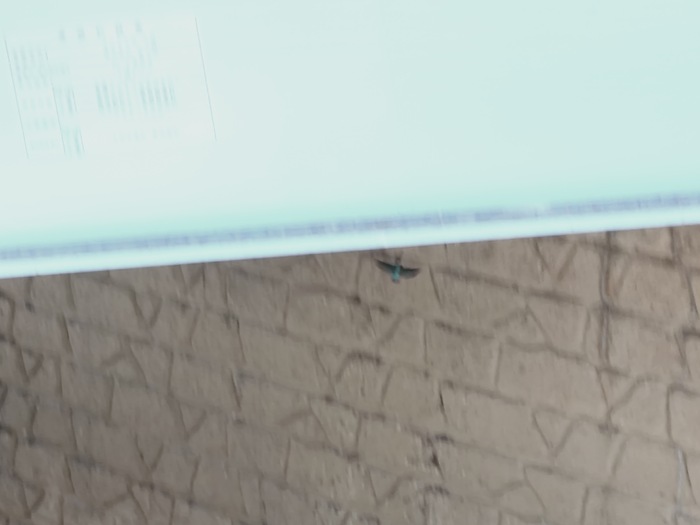 カワセミ