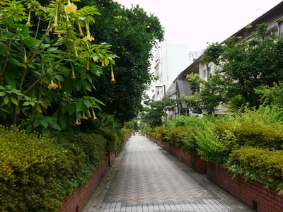 緑道