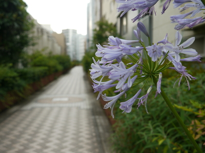 桃園川緑道