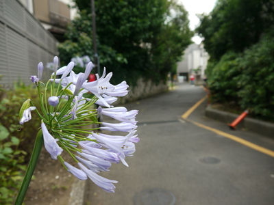 カーブ道