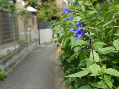 小道に咲く花