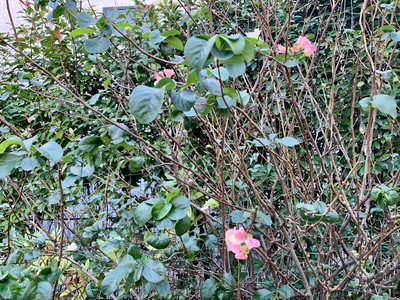 園内の花