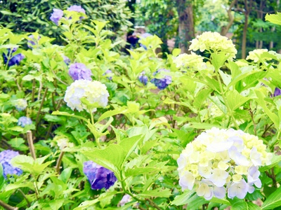 園内の花