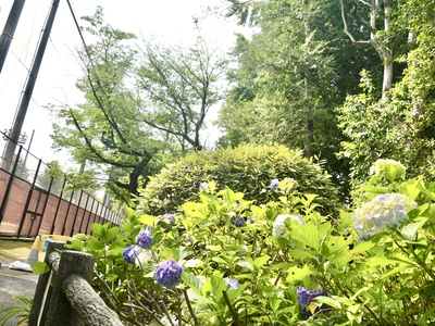 園内の植物