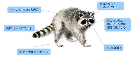 アライグマ