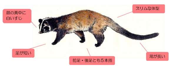 ハクビシン