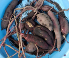 色々な形のお芋