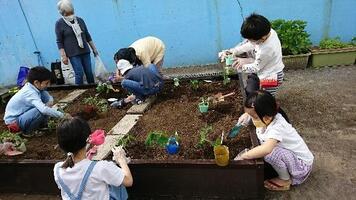 畑で苗を植える子どもたちの様子