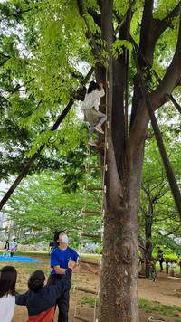 木登りする子どもたちの様子