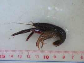 アメリカ