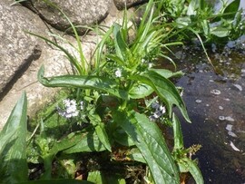 オオカワヂシャ（水生植物）