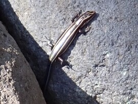 2ヒガシニホントカゲ
