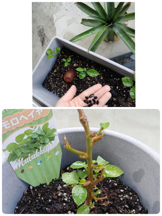 キッズアイデア部門エントリー作品1
