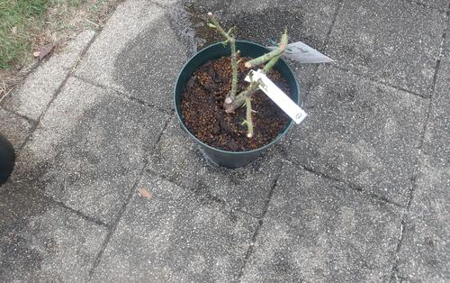 バラ教室裸苗