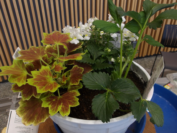 完成した寄せ植え写真