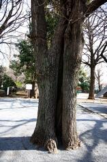 明治寺（百観音）のイチョウの写真