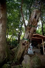東光寺のしいの木の写真