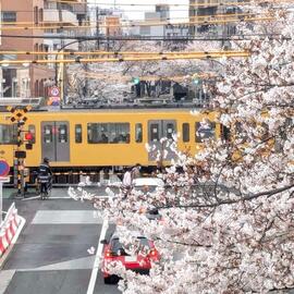 西武新宿線桜